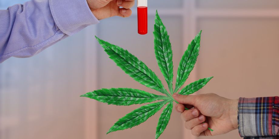 Cannabis