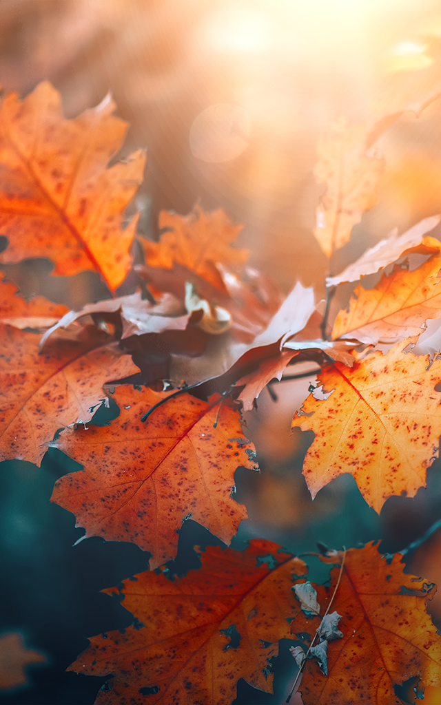 Herbst