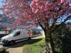 Frühling beim DRK-Blutspendedienst
